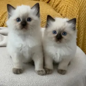 Ragdoll Kittens for Sale in Bristol UK
