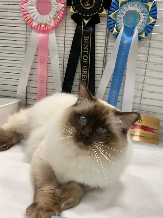 RAGDOLL KITTENS FOR SALE UK !