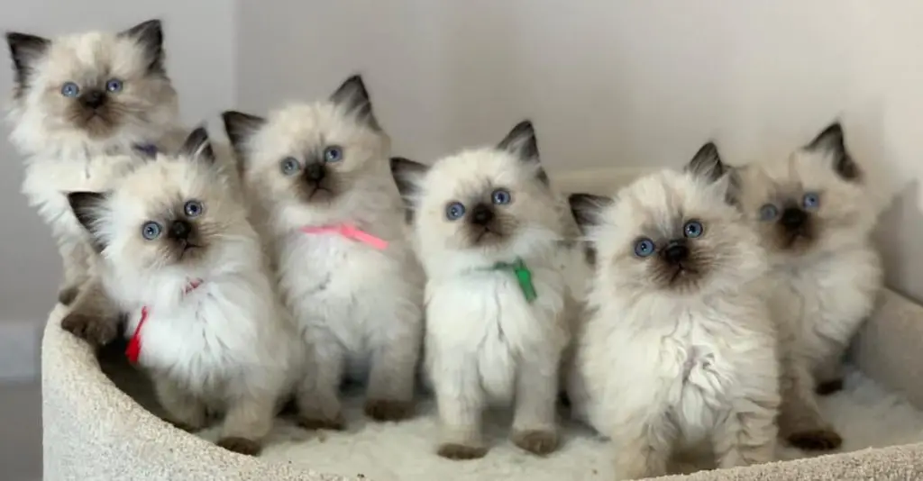 RAGDOLL KITTENS FOR SALE UK !