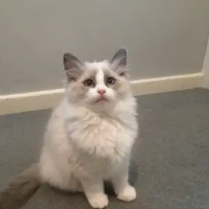 Ragdoll Kitten for Sale Scotland