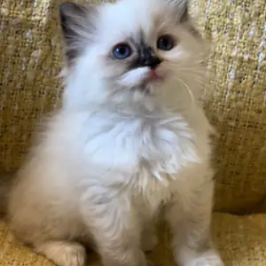 Ragdoll Kittens for Sale Bolton