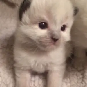 Ragdoll Kitten for Sale London Cheap