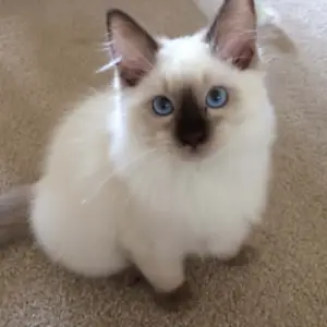 Ragdoll kittens for sale essex