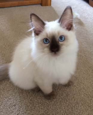 Ragdoll kittens for sale essex