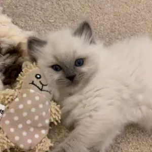 Adorable Ragdoll Kitten for Sale in the UK