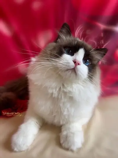 RAGDOLL KITTENS FOR SALE UK !