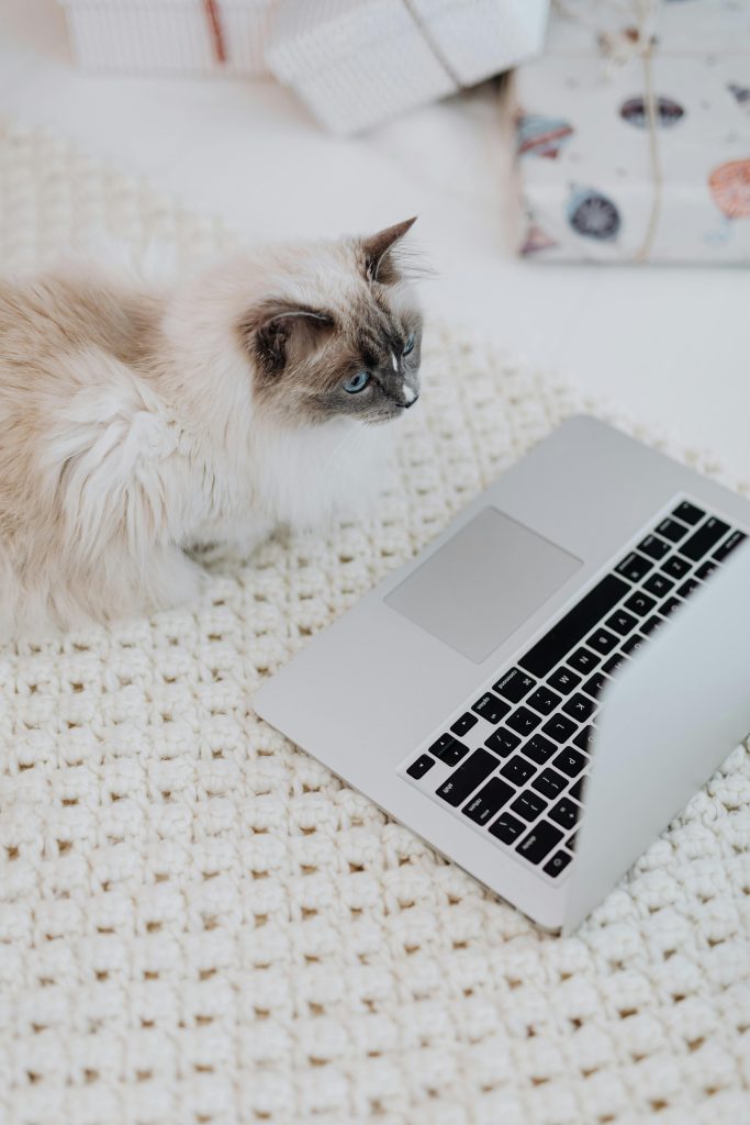 Buy Cheap Ragdoll Kittens UK