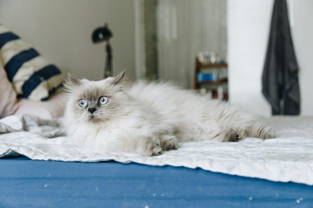 Buy Cheap Ragdoll Kittens UK